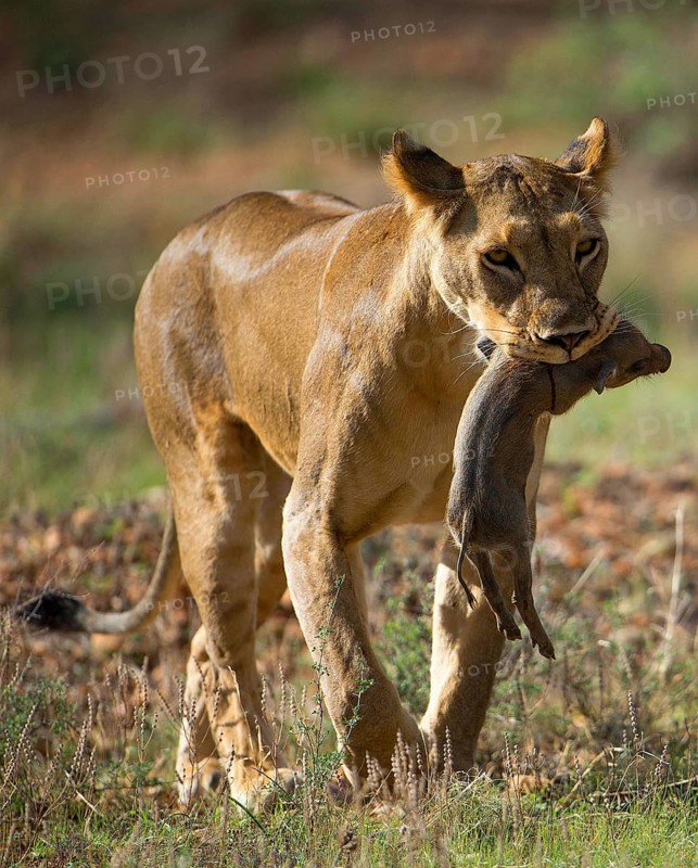 Lion