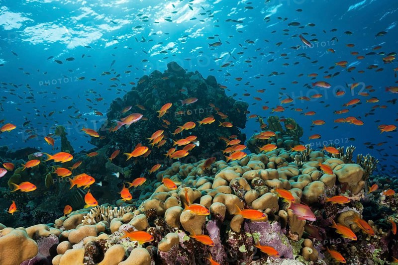 Harem flagfish on the reef