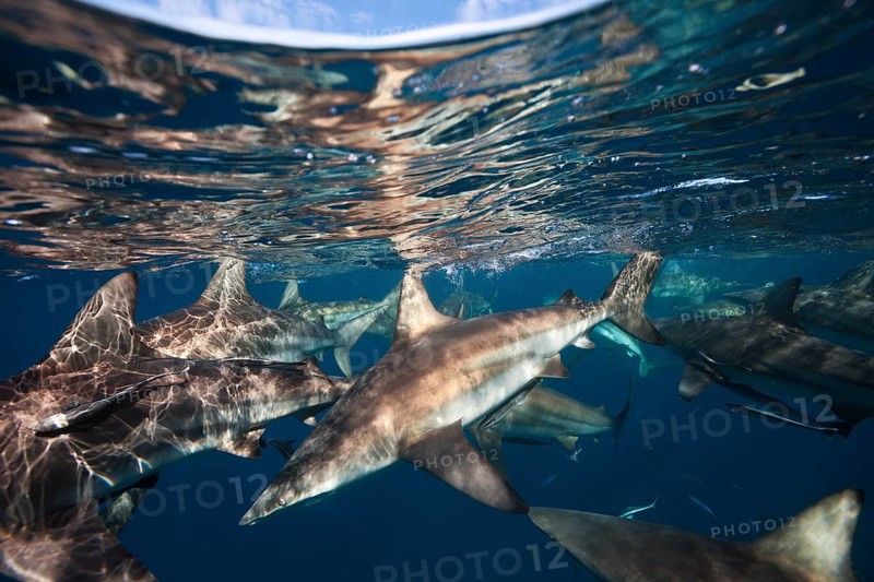 Blacktip Sharks