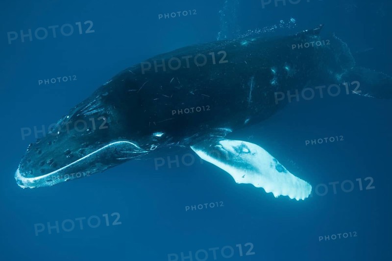 Humpback whale
