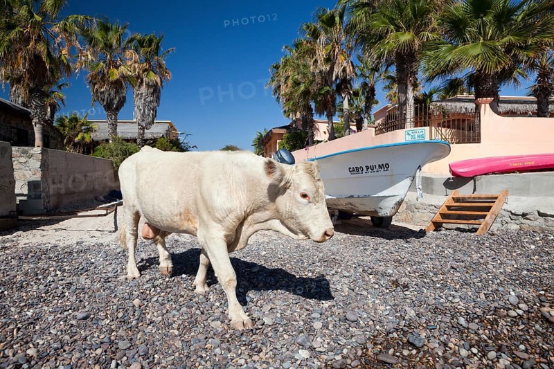 Cattle on the beach of Cabo Pulmo