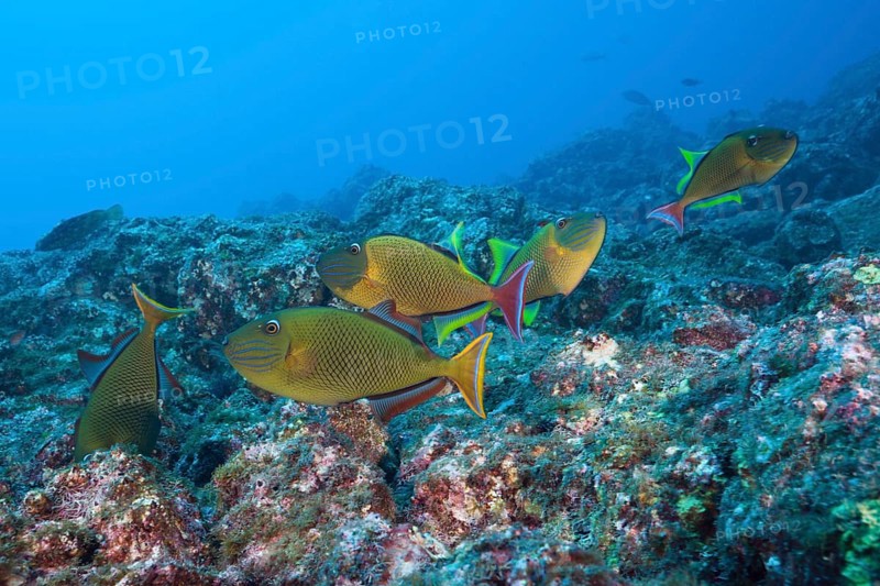 Deep-sea triggerfish