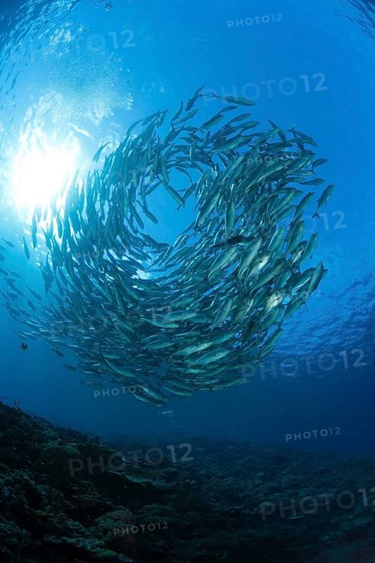 Shoal of bigeye spiny dogfish