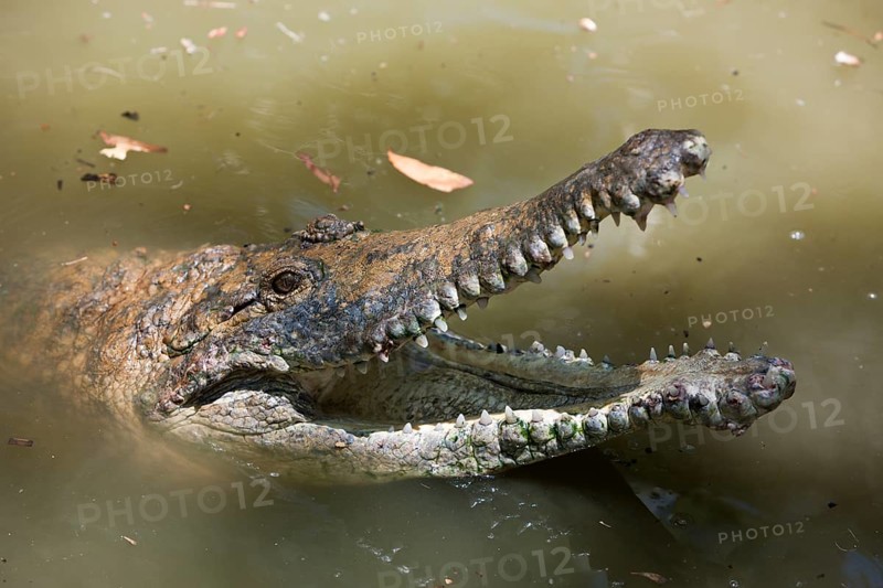 Freshwater crocodile