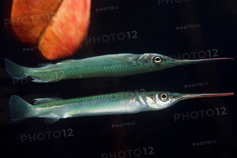 Darker half-billed pike