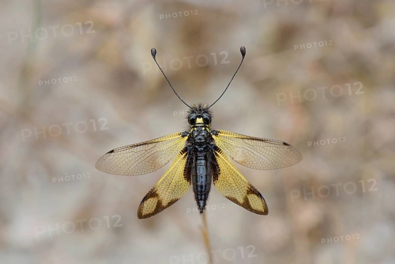 Cretan butterfly shad