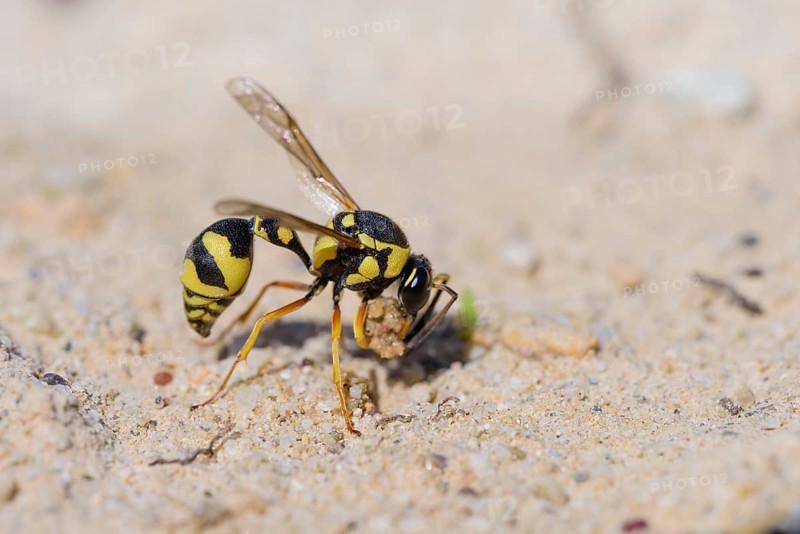Potter wasp
