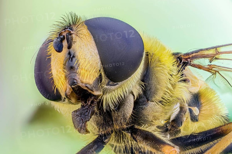 Dead head fly