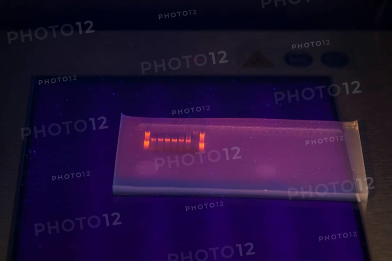 DNA gel electrophoresis for the detection of nucleic acids in the Biology Department at the University of Duisburg-Essen. DNA is made visible by means of UV light