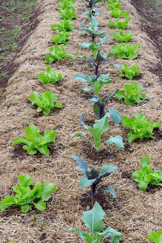 Vegetable patch with lettuce and kohlrabi