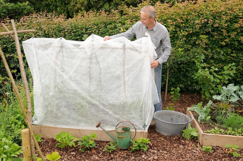 Organic garden