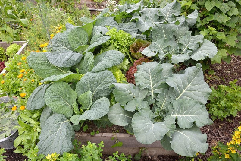 Vegetable patch with broccoli
