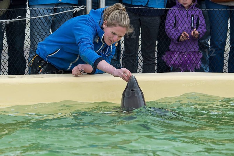 Harbour porpoise