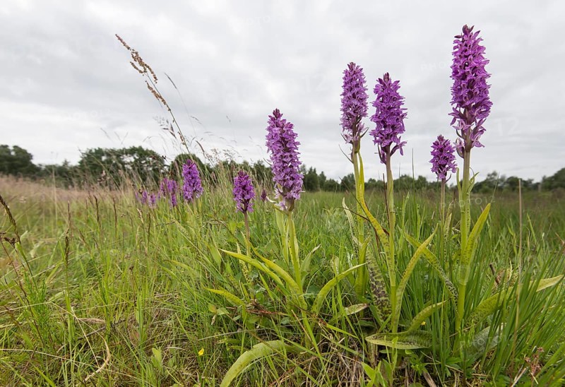 Southern marsh orchid