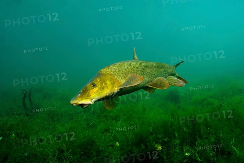 Common barbel