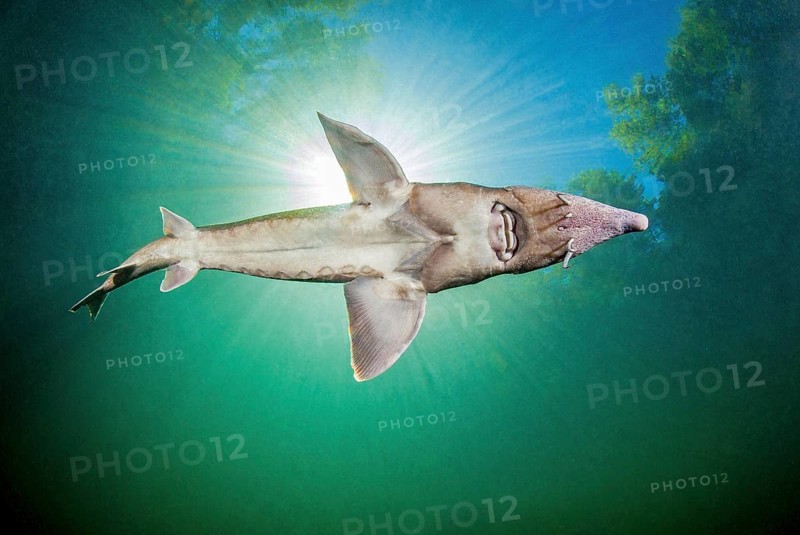 Siberian sturgeon