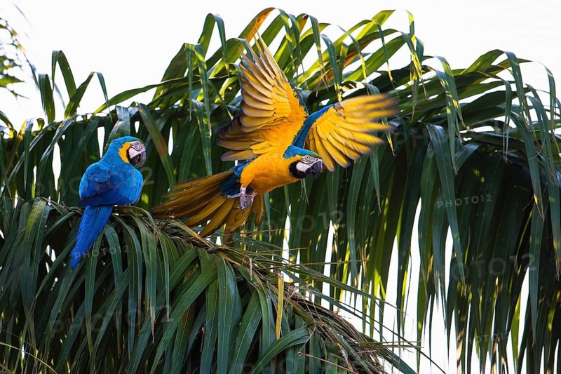 Blue and yellow macaw