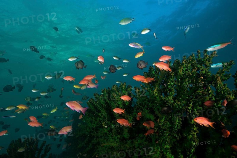 Sea goldies