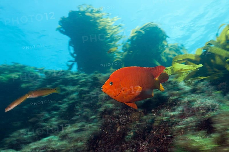 Garibaldi