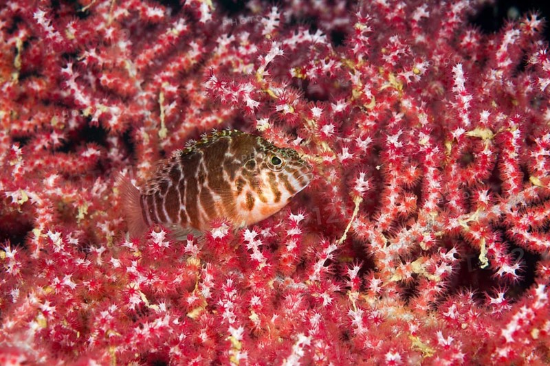 Spotted hawkfish
