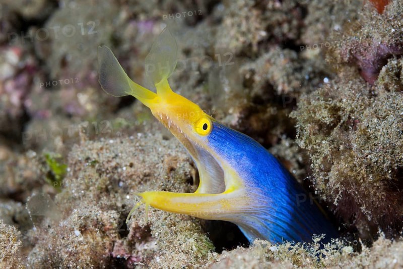 Ribbon eel