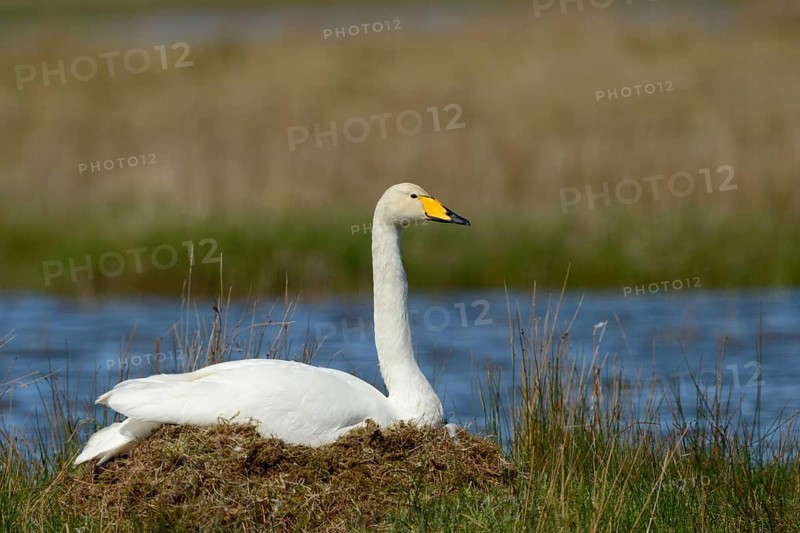 Whooper swan