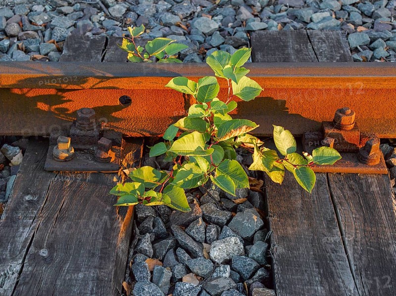 Old railway track