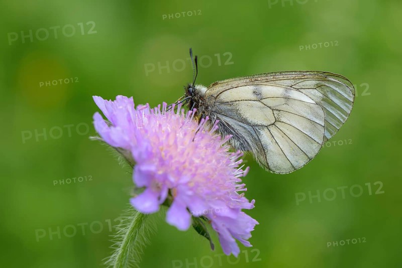 Male Black Apollo