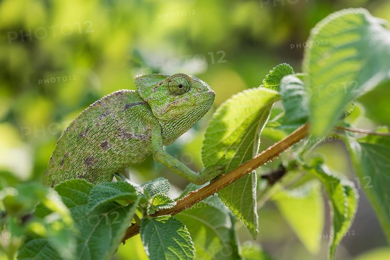 Mediterranean chameleon