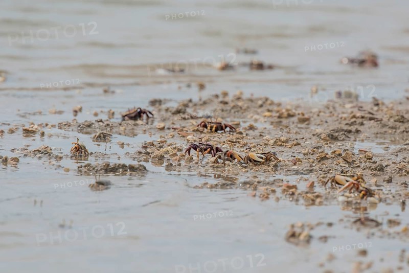 Male European fiddler crab