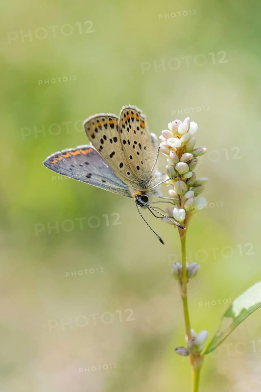Sooty Copper