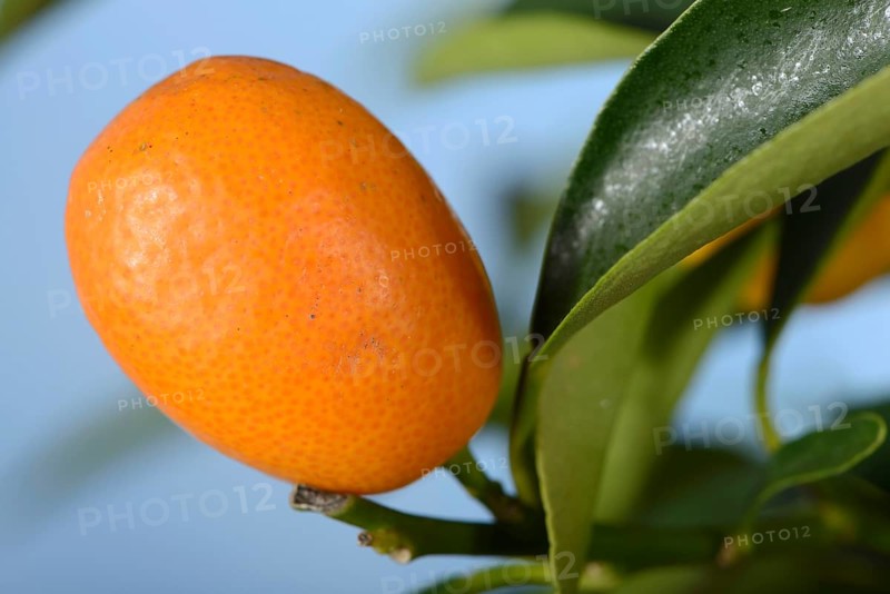 Kumquat
