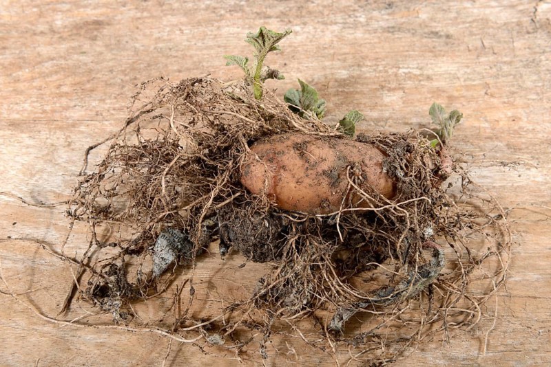 Potatoes