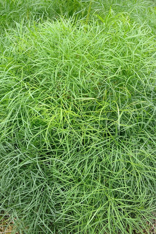Peucedanum officinale