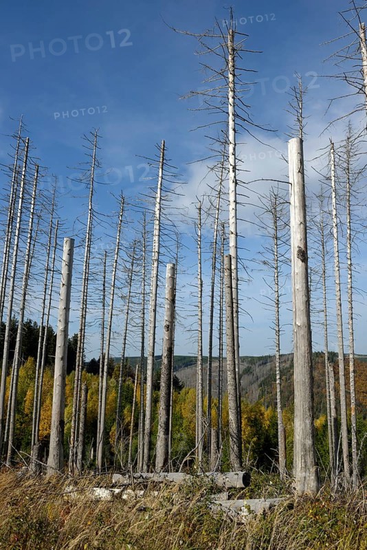 Dead trees
