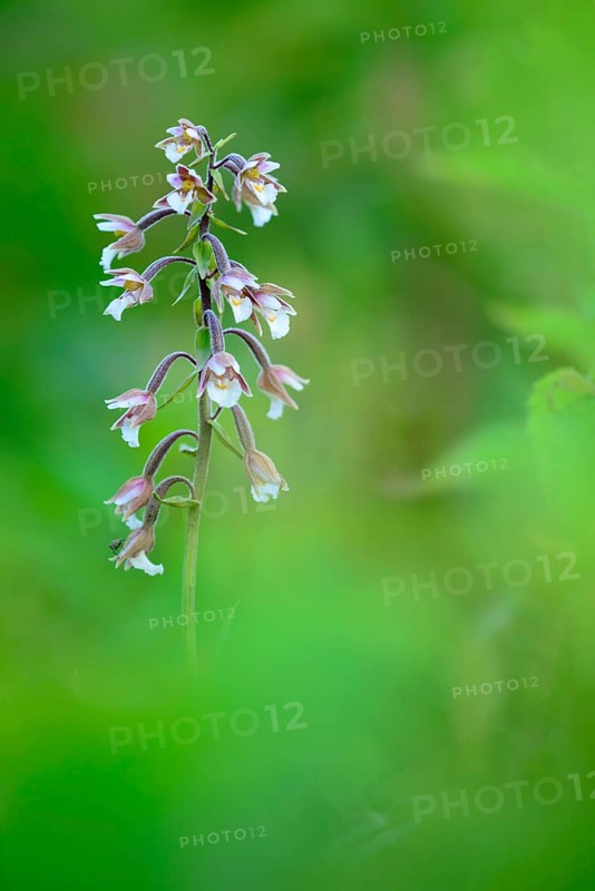 Marsh Helleborine