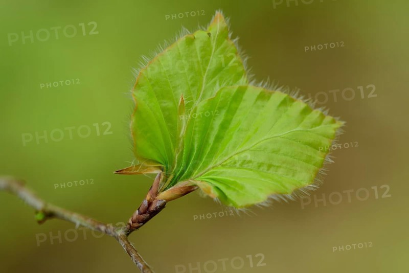 Young beech leaves