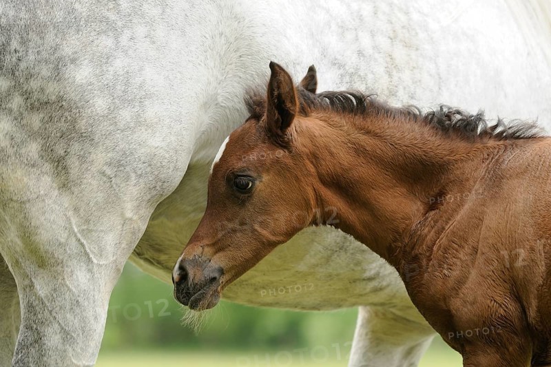 Arabian thoroughbred
