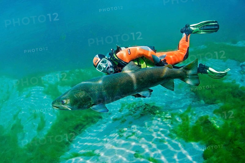 Diver with huchen