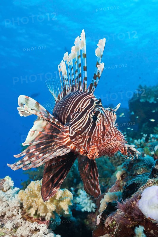 Lionfish over Coral Reef