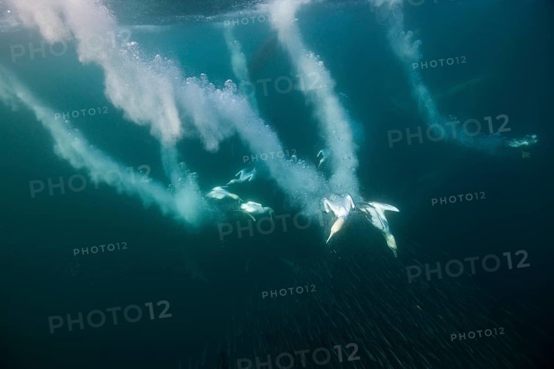 Cape Gannets