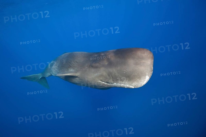 Sperm whale
