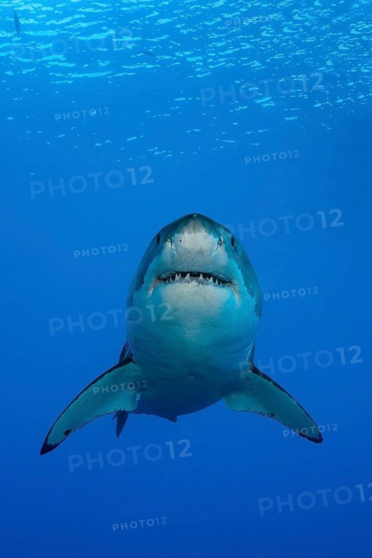 Great white shark