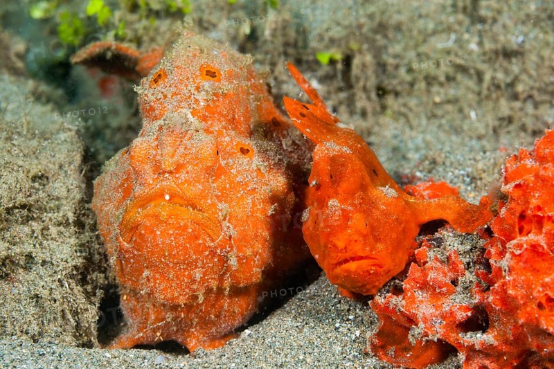 Pair of orange round-spotted frogfishes