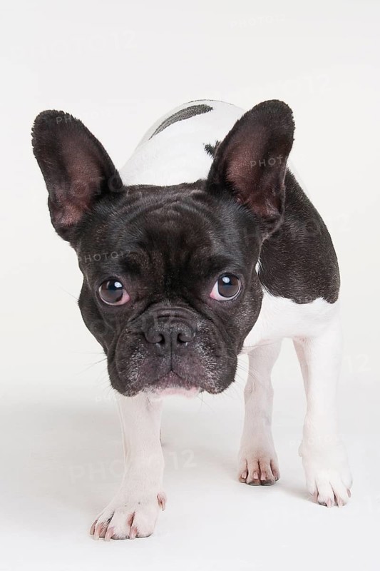 French Bulldog