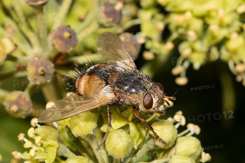 Tachina fera