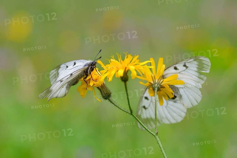 Male Black Apollo