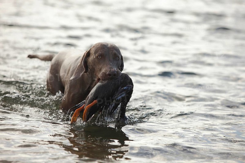 Weimaraner