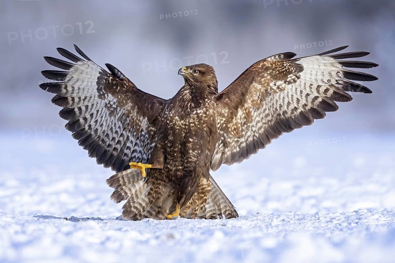 Steppe buzzard