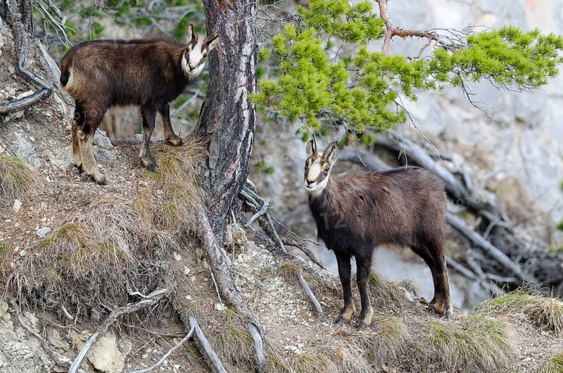 Chamois